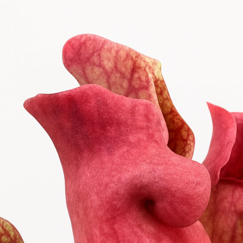 Sarracenia Maroon - 23cm Detail
