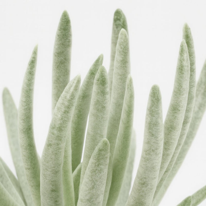 Senecio Scaposus - 15cm Detail