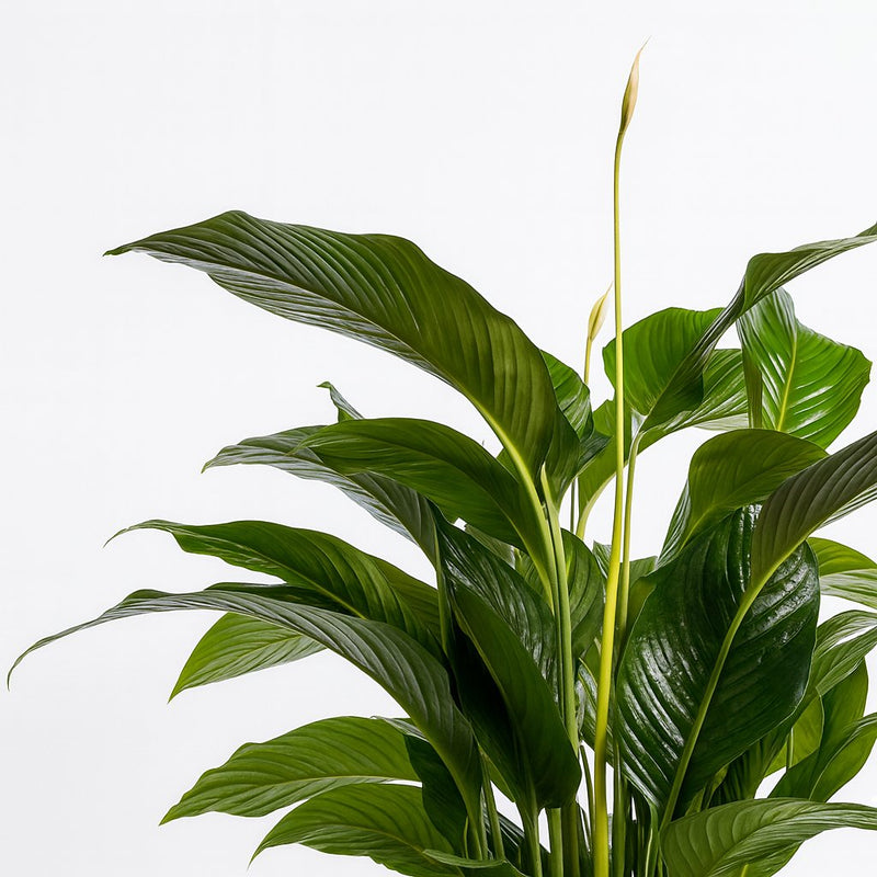 Spathiphyllum Bellini - 100cm Detail