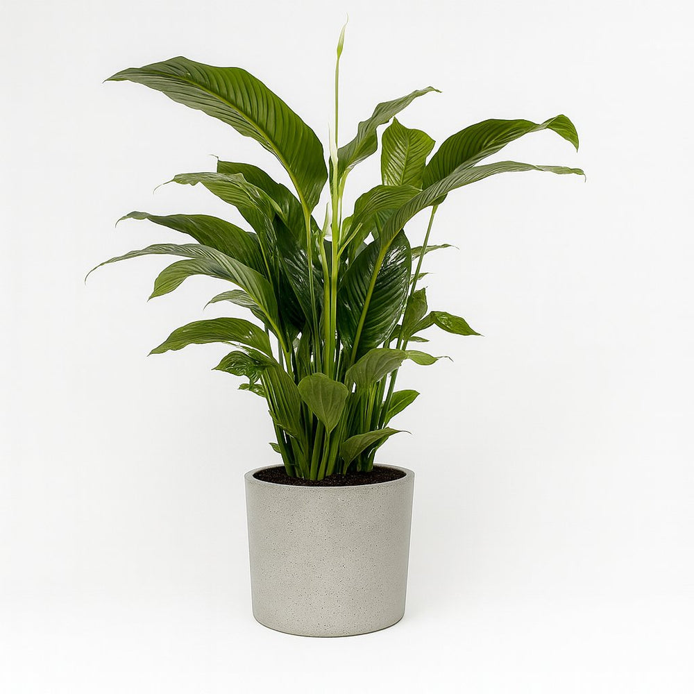 Spathiphyllum Bellini 100cm