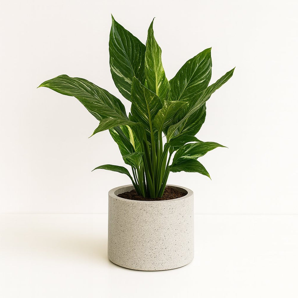Spathiphyllum Diamond 40cm