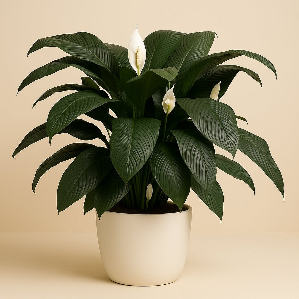 Spathiphyllum Sensation 140cm