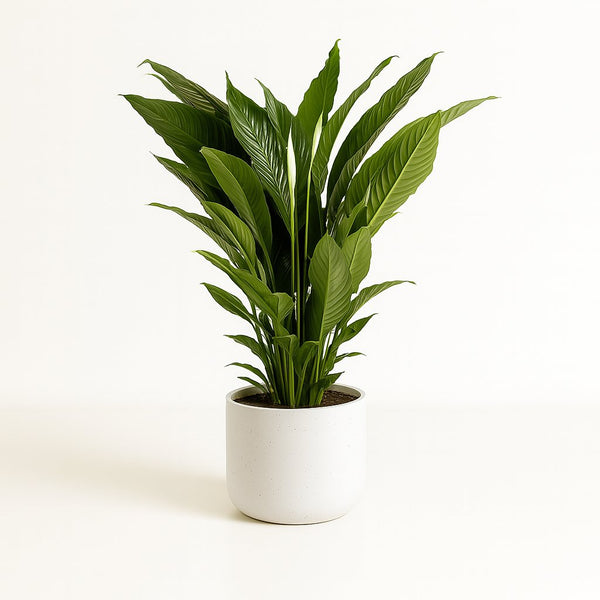Spathiphyllum Sweet Sebastiano 110cm
