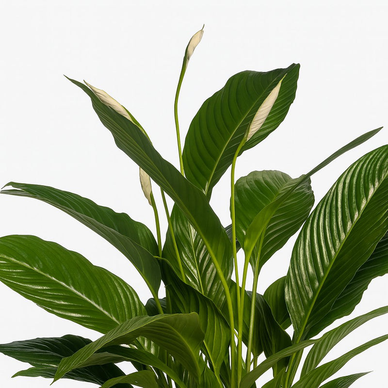 Spathiphyllum Vivaldi - 70cm Detail