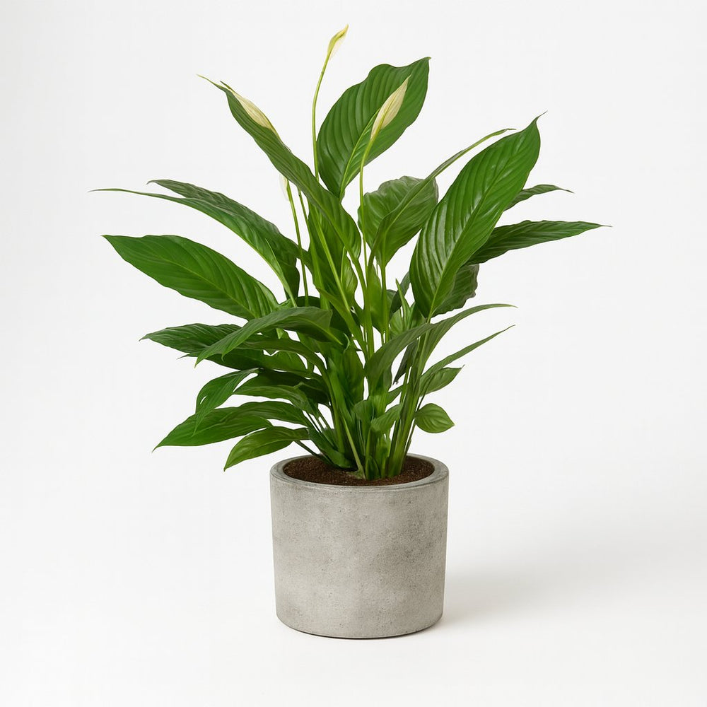 Spathiphyllum Vivaldi 70cm