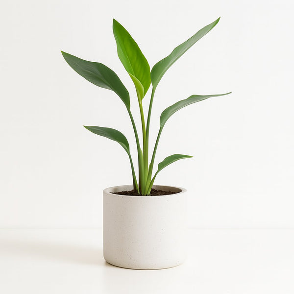Strelitzia Reginea 40cm