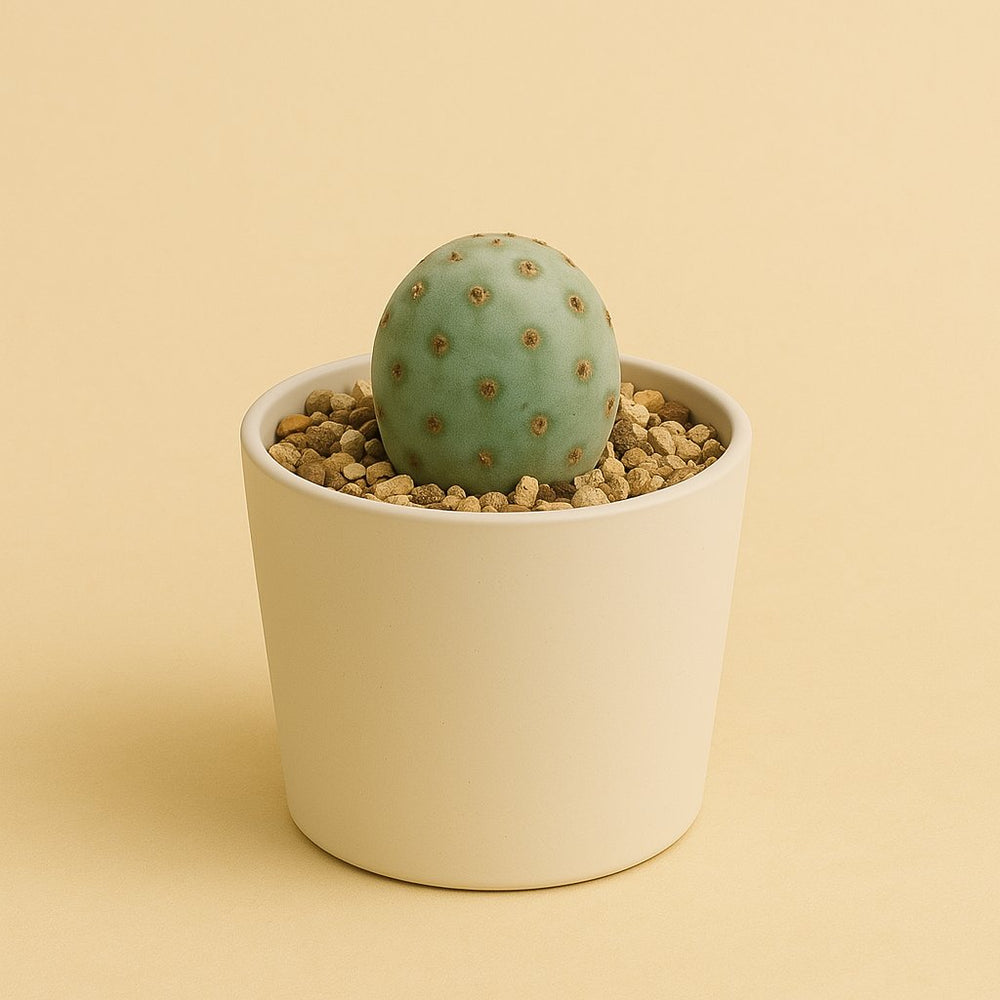 Tephrocactus Geometricus 25cm