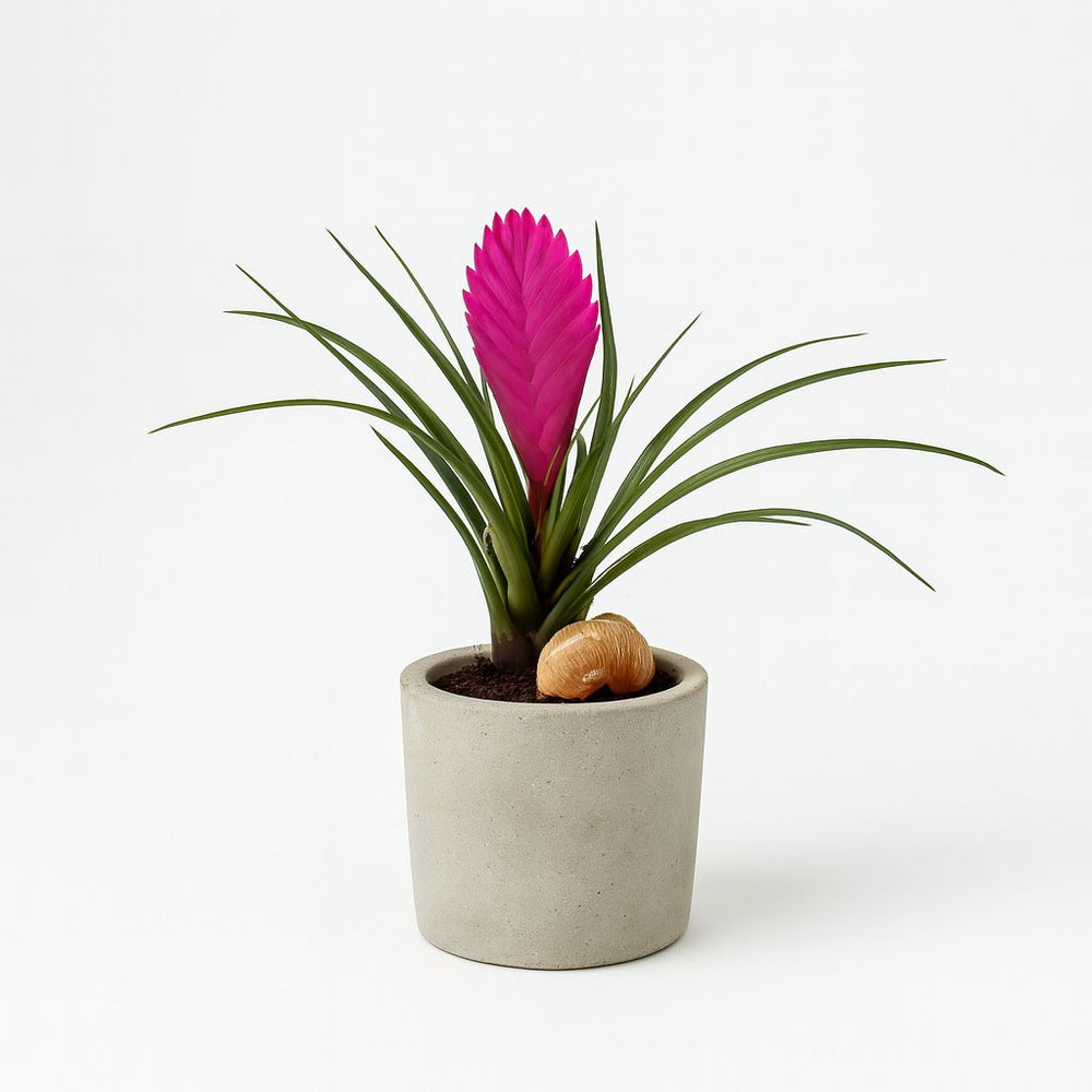 Tillandsia Cyanea 38cm