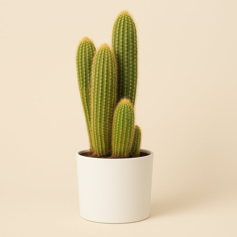 Vatricania Guentheri 55cm
