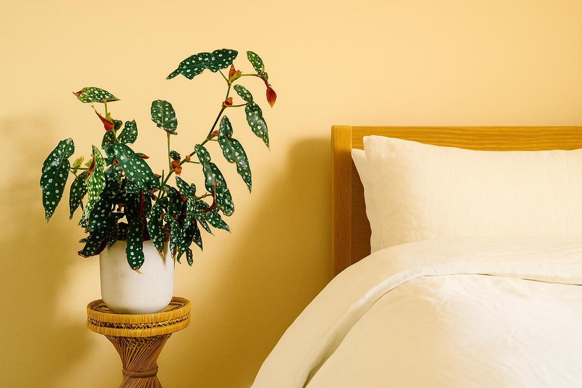 Forellenbegonie im Schlafzimmer: Pflege, Standort & Tipps