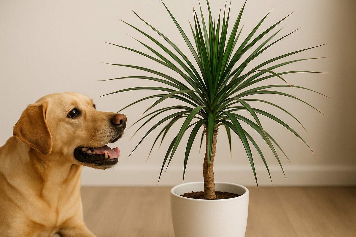 Ist der Drachenbaum giftig? Das musst du über die beliebte Pflanze wissen
