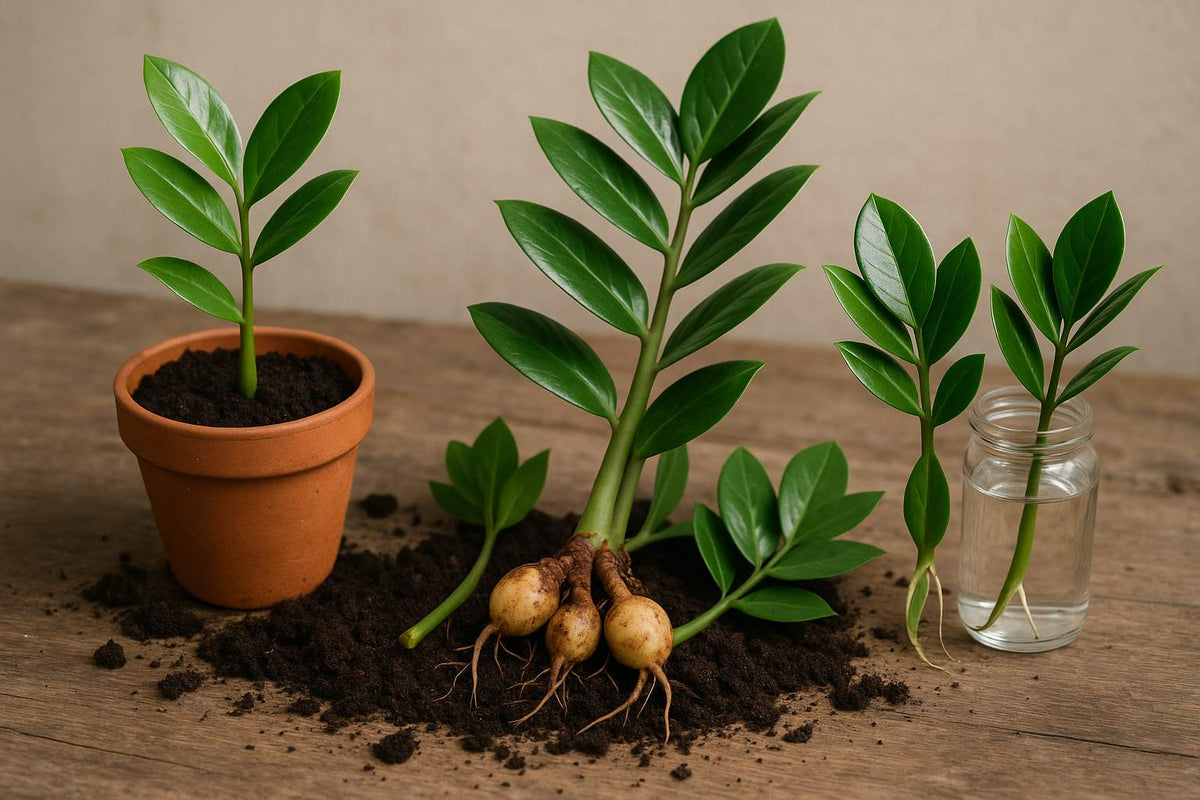 Glücksfeder vermehren – alle Methoden einfach erklärt (Blatt, Stiel, Knolle & Wasser)