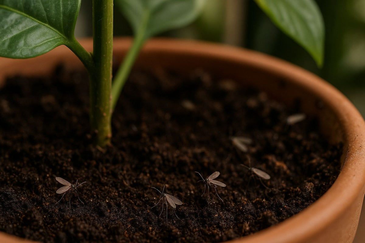 Kleine Fliegen in der Blumenerde: Was tun gegen Trauermücken?