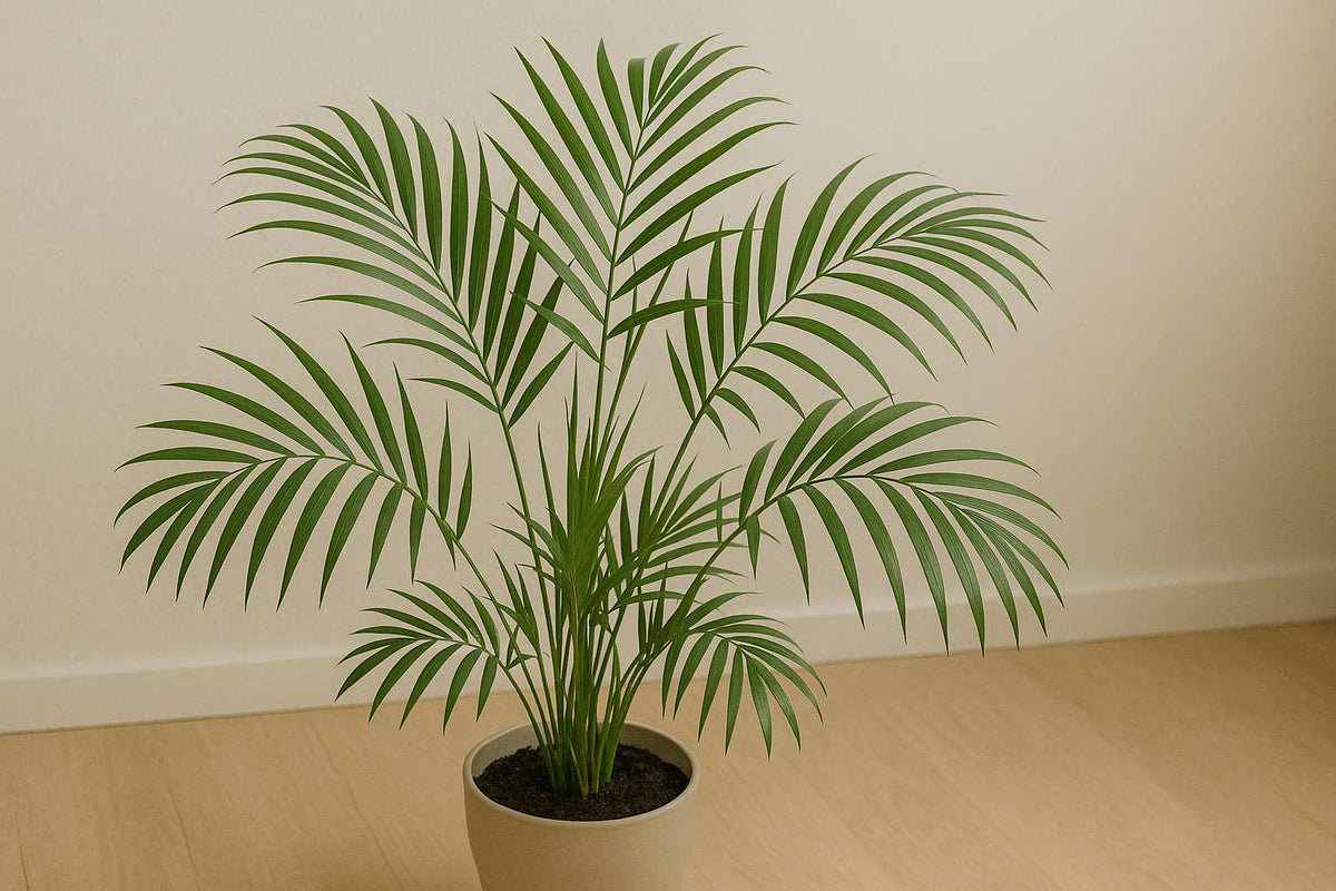So findest du heraus, welche Palme du hast