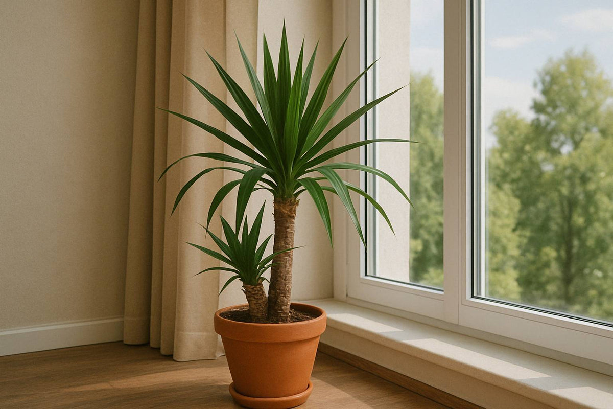 Der perfekte Standort für deine Yucca-Palme