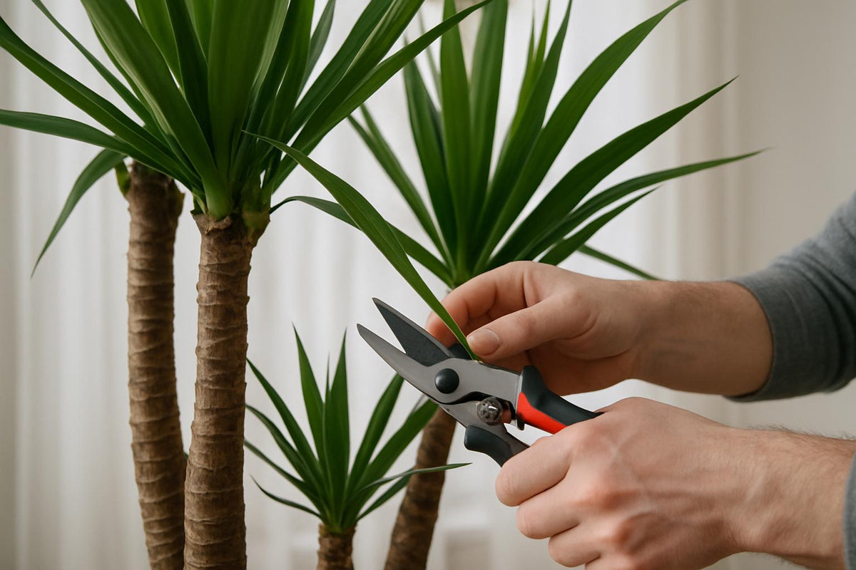 Yucca-Palme kürzen: Dein Weg zu einer gesunden Zimmerpflanze