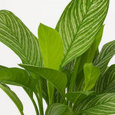 Aglaonema Stripes 80cm im 21cm Topf Nahaufnahme