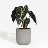 Alocasia Polly 30cm im 12cm Topf