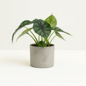 Alocasia Dragon Scale 25cm im 14cm Topf