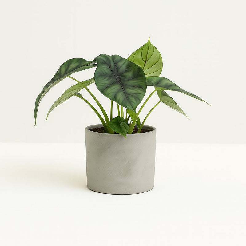 Alocasia Dragon Scale Detail