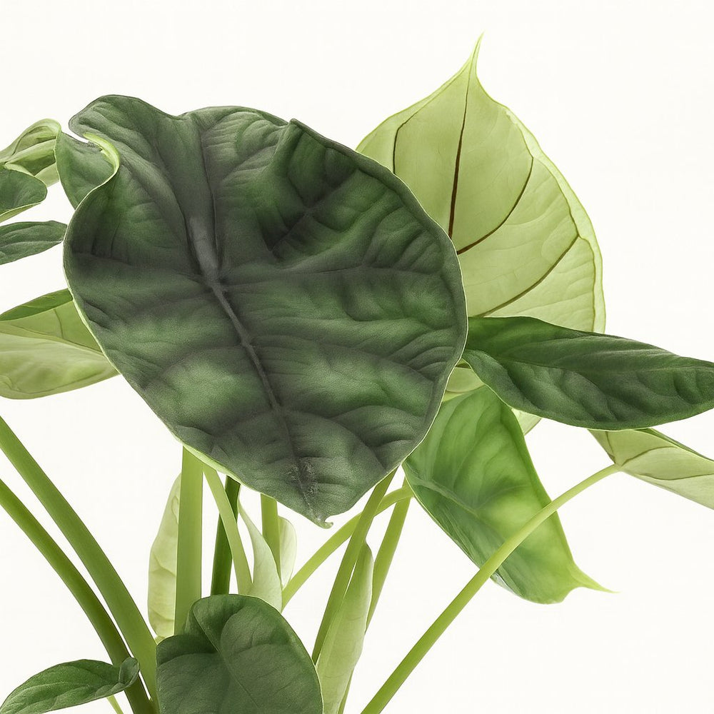 Alocasia Dragon Scale 25cm Nahaufnahme