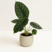 Alocasia Dragon Scale 30cm im 14cm Topf