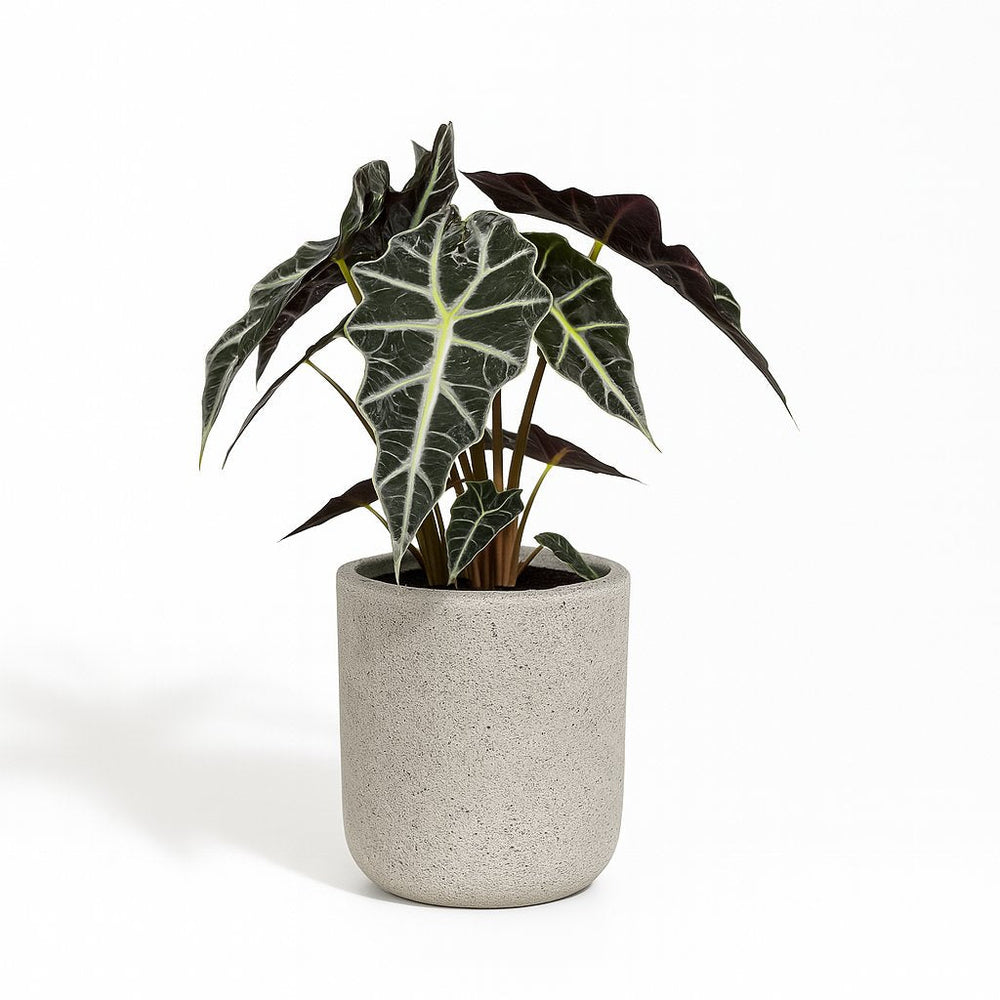 Alocasia Polly 45cm im 17cm Topf