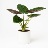 Alocasia Wentii 70cm im 19cm Topf