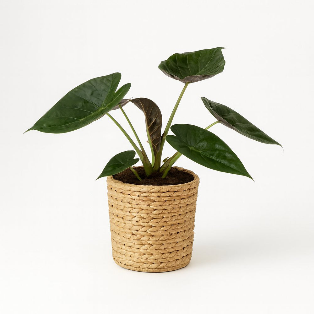 Alocasia Wentii 85cm im 19cm Topf