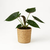 Alocasia Wentii 85cm im 19cm Topf