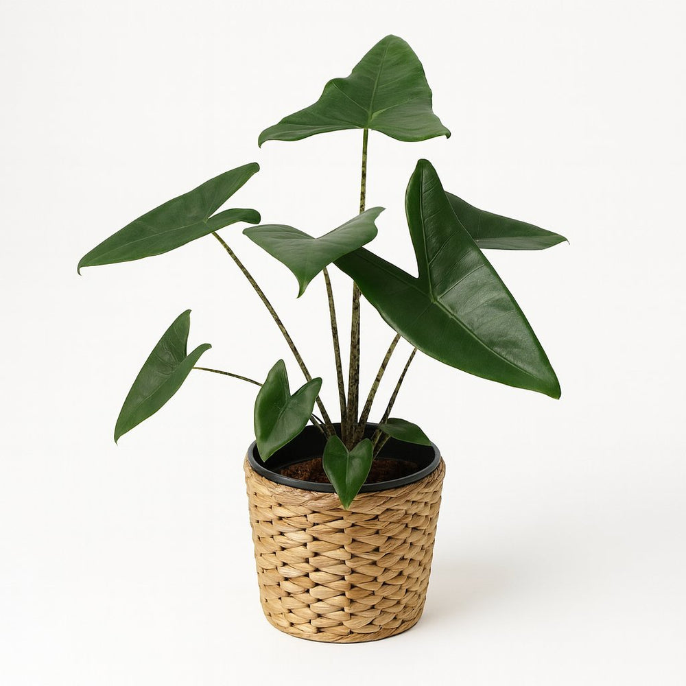 Alocasia Zebrina 80cm im 21cm Topf Nahaufnahme