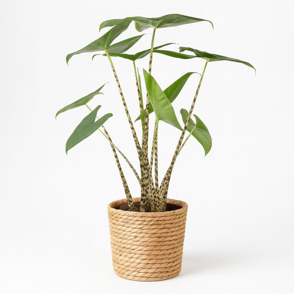Alocasia Zebrina 80cm im 21cm Topf
