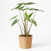 Alocasia Zebrina 80cm im 21cm Topf