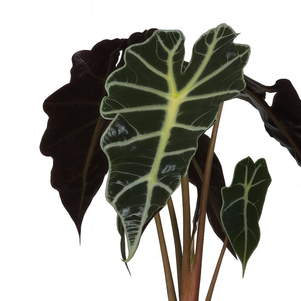 Alocasia Polly 30cm Nahaufnahme
