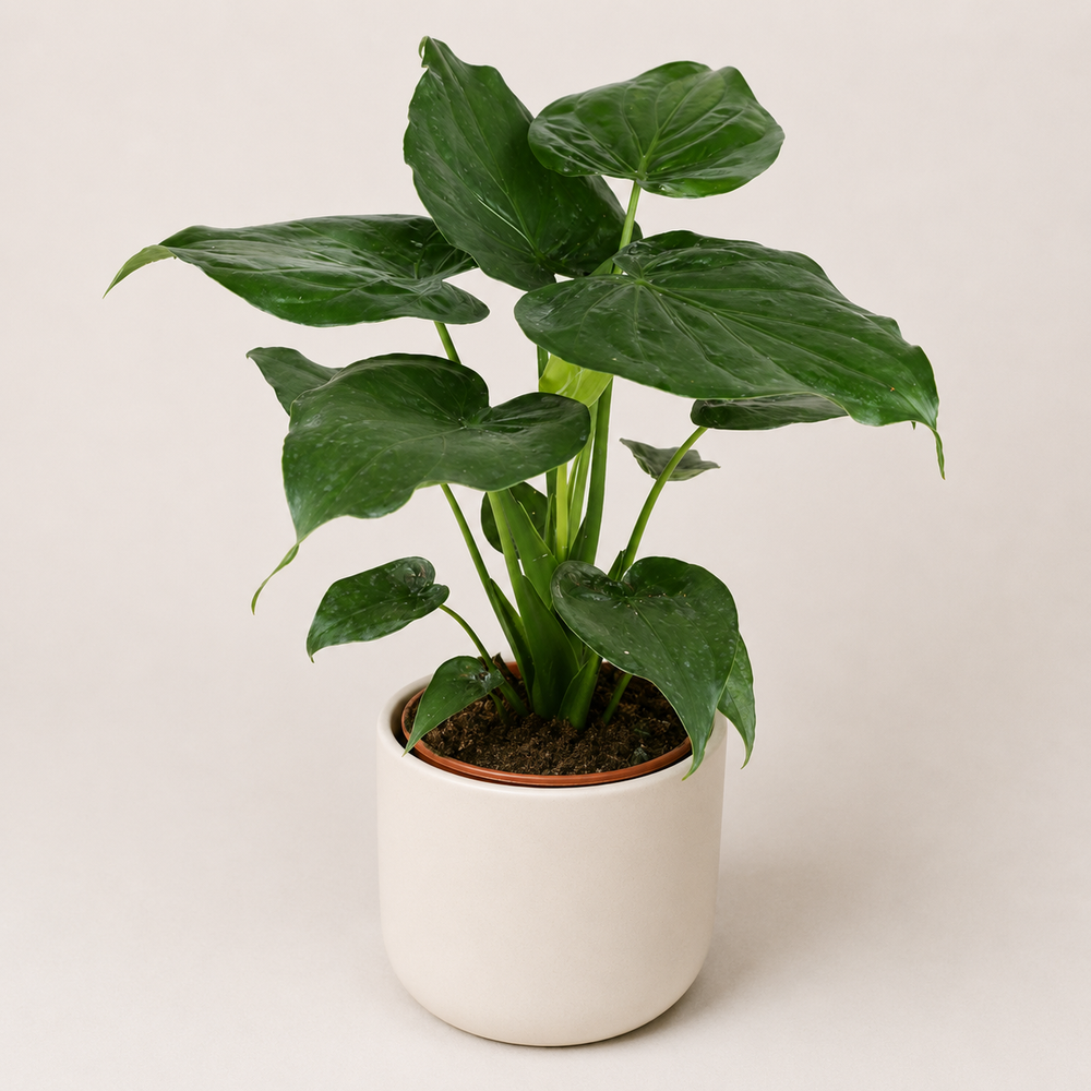 Alocasia Cucullata 80cm im 21cm Topf