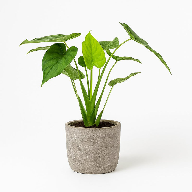 Alocasia Cucullata Detail