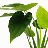 Alocasia Cucullata 55cm Nahaufnahme