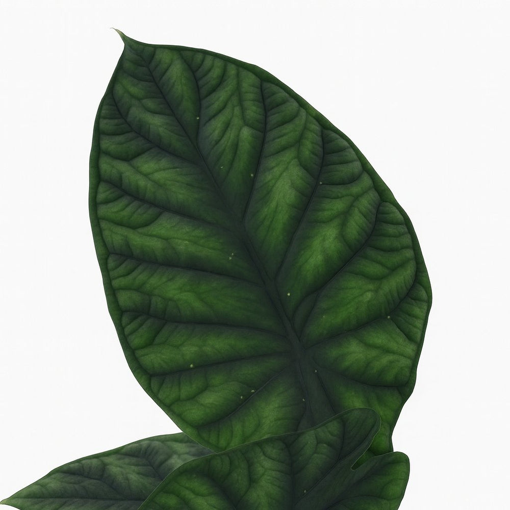 Alocasia Dragon Scale 30cm Nahaufnahme