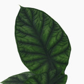 Alocasia Dragon Scale 30cm Nahaufnahme