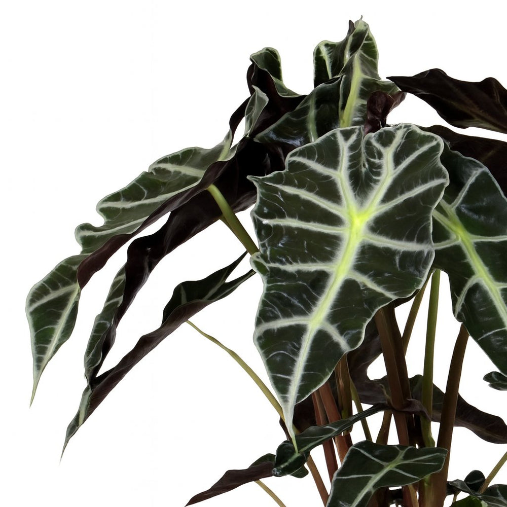 Alocasia Polly 45cm Nahaufnahme