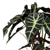Alocasia Polly 45cm Nahaufnahme