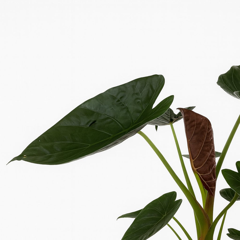Alocasia Wentii 85cm Nahaufnahme