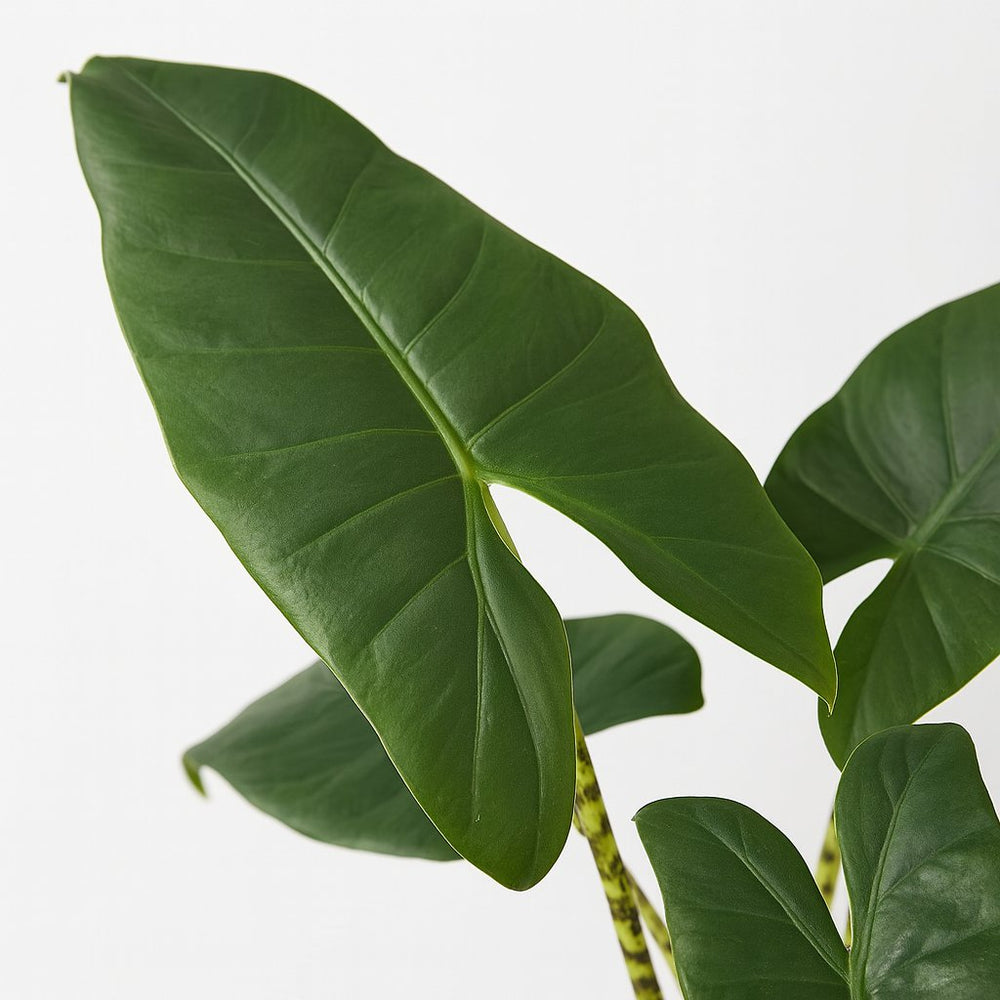 Alocasia Zebrina 75cm im 19cm Topf Nahaufnahme
