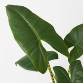 Alocasia Zebrina 75cm im 19cm Topf Nahaufnahme