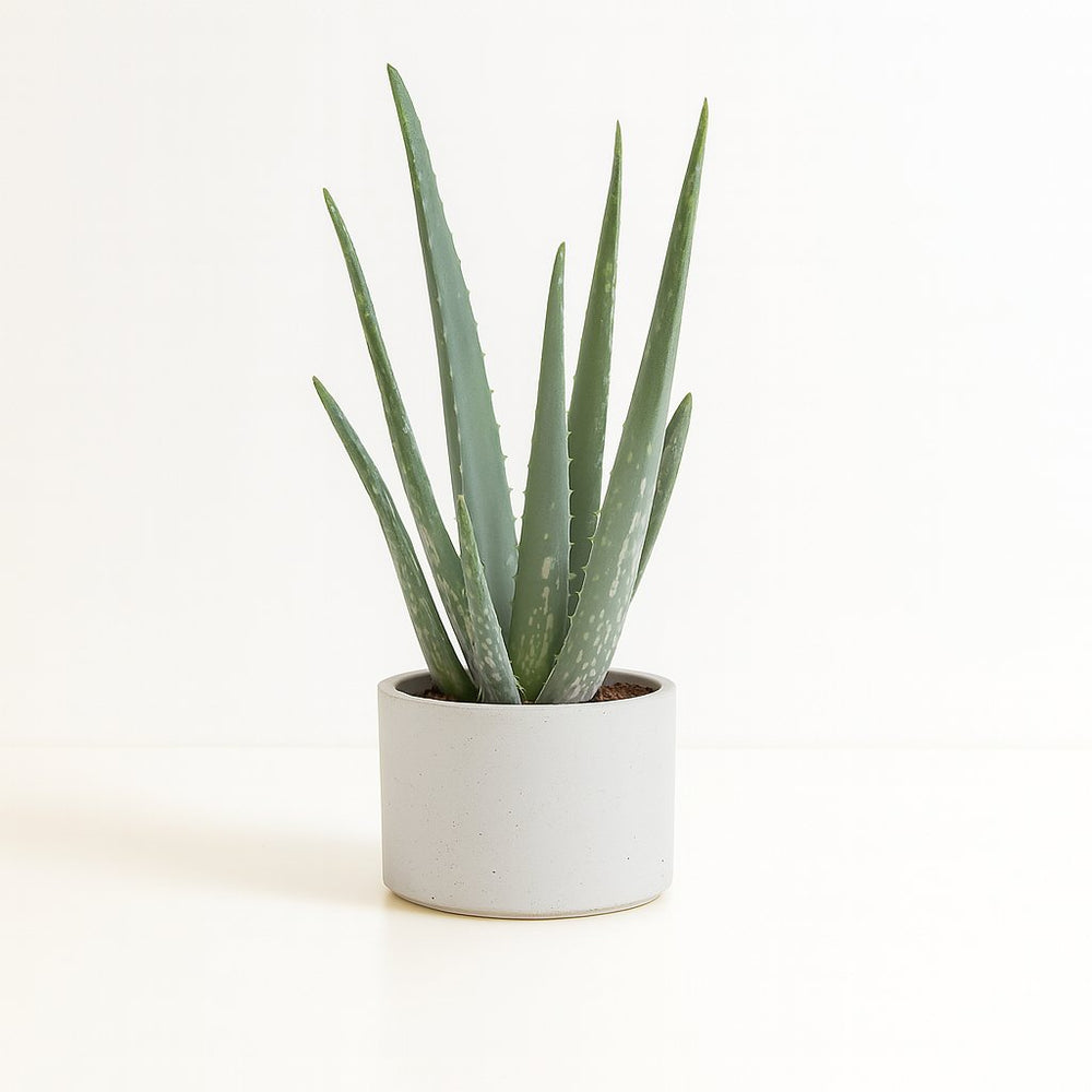 Aloe Vera - 35cm im Ø10cm Topf in einem modernen Studio