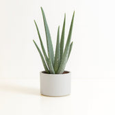 Aloe Vera - 35cm im Ø10cm Topf in einem modernen Studio