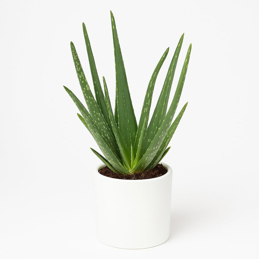 Aloe Vera 40cm im 12cm Topf