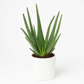 Aloe Vera 40cm im 12cm Topf
