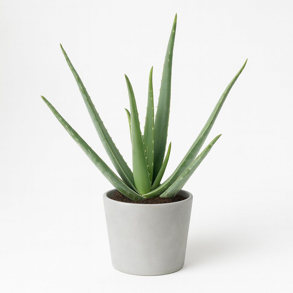 Aloe Vera - 45cm im Ø12cm Topf in einem modernen Studio