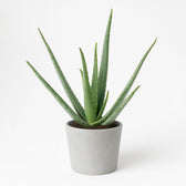 Aloe Vera - 45cm im Ø12cm Topf in einem modernen Studio